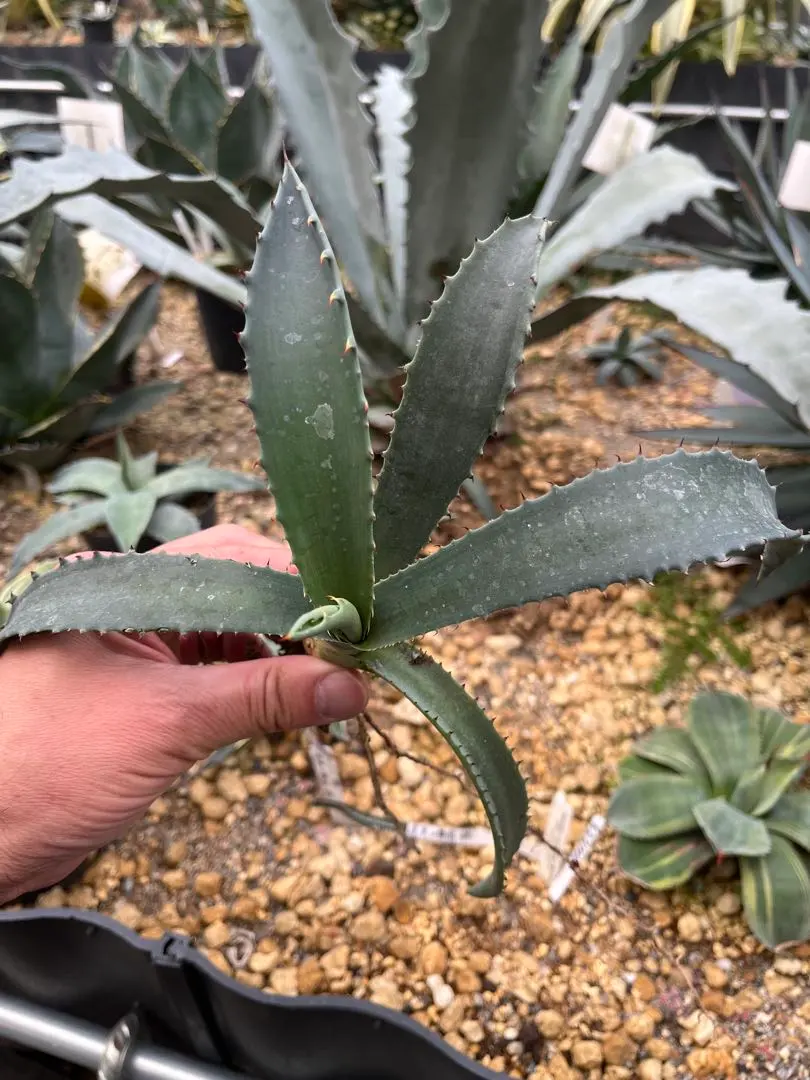 2026年最新】テマカプリネンシスの人気アイテム - メルカリ