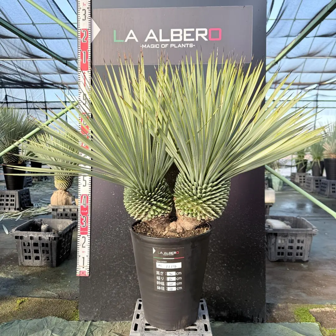 2026年最新】ロストラータ3ヘッドの人気アイテム - メルカリ