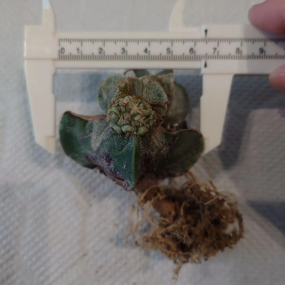 2026年最新】オルテゴカクタスの人気アイテム - メルカリ