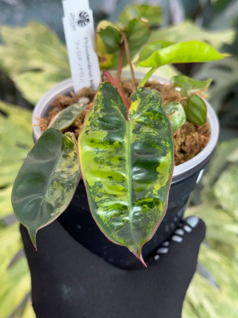 2026年最新】フィロデンドロン ビレッティアの人気アイテム - メルカリ