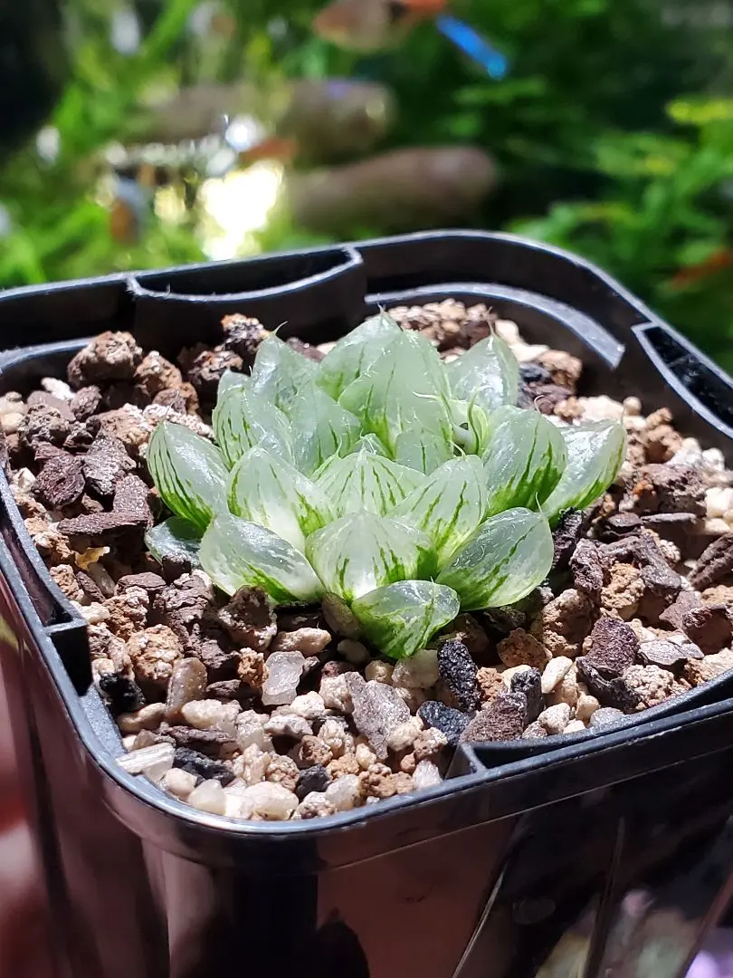 2026年最新】ハオルチア ラブ ハートの人気アイテム - メルカリ