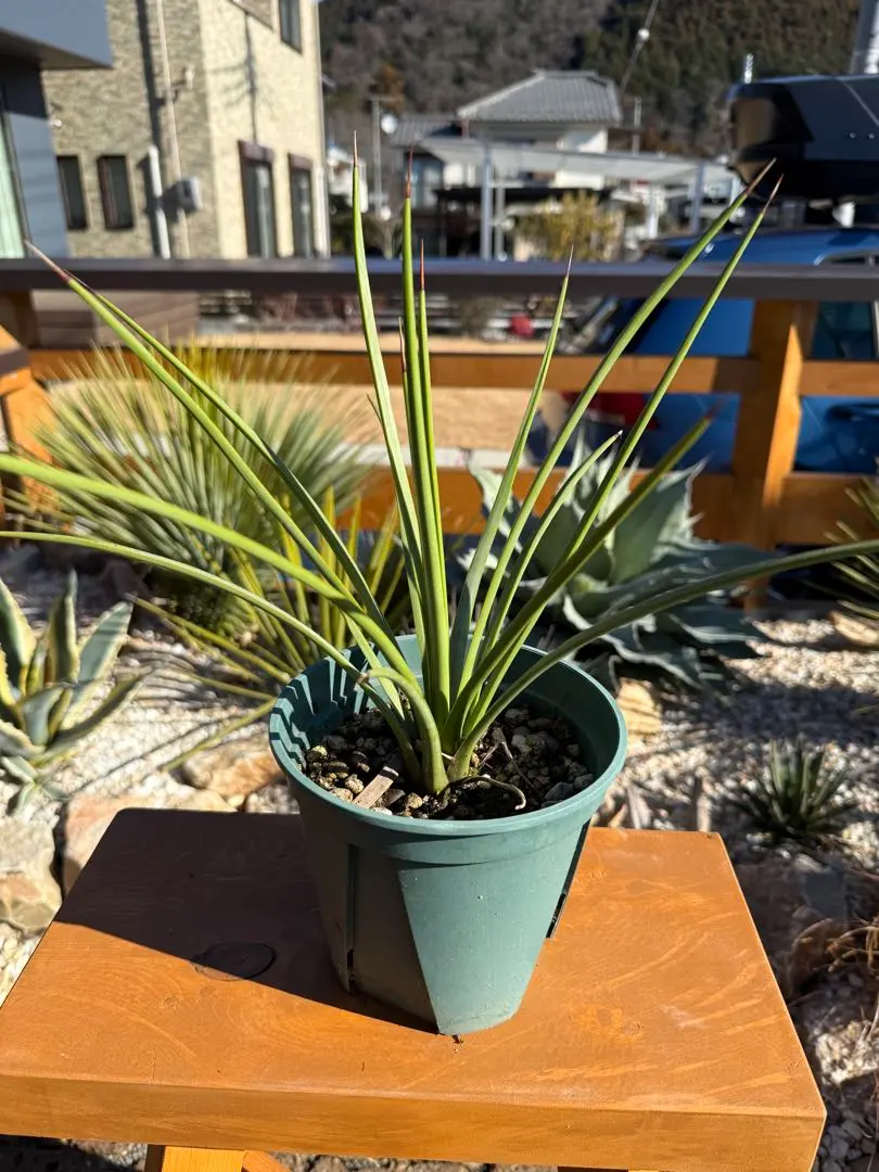 2026年最新】アガベ吹上の人気アイテム - メルカリ