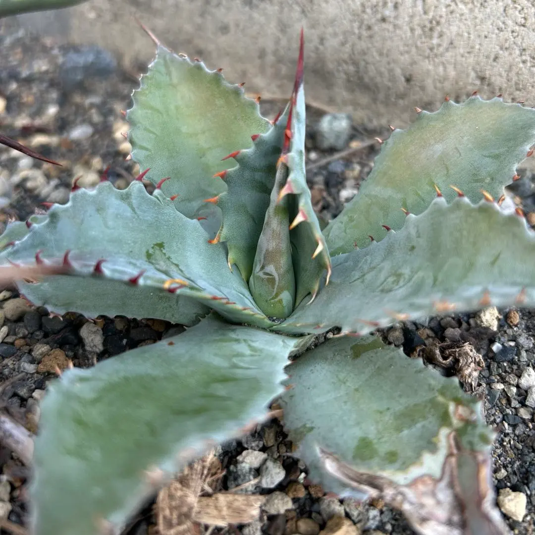 2026年最新】テマカプリネンシスの人気アイテム - メルカリ