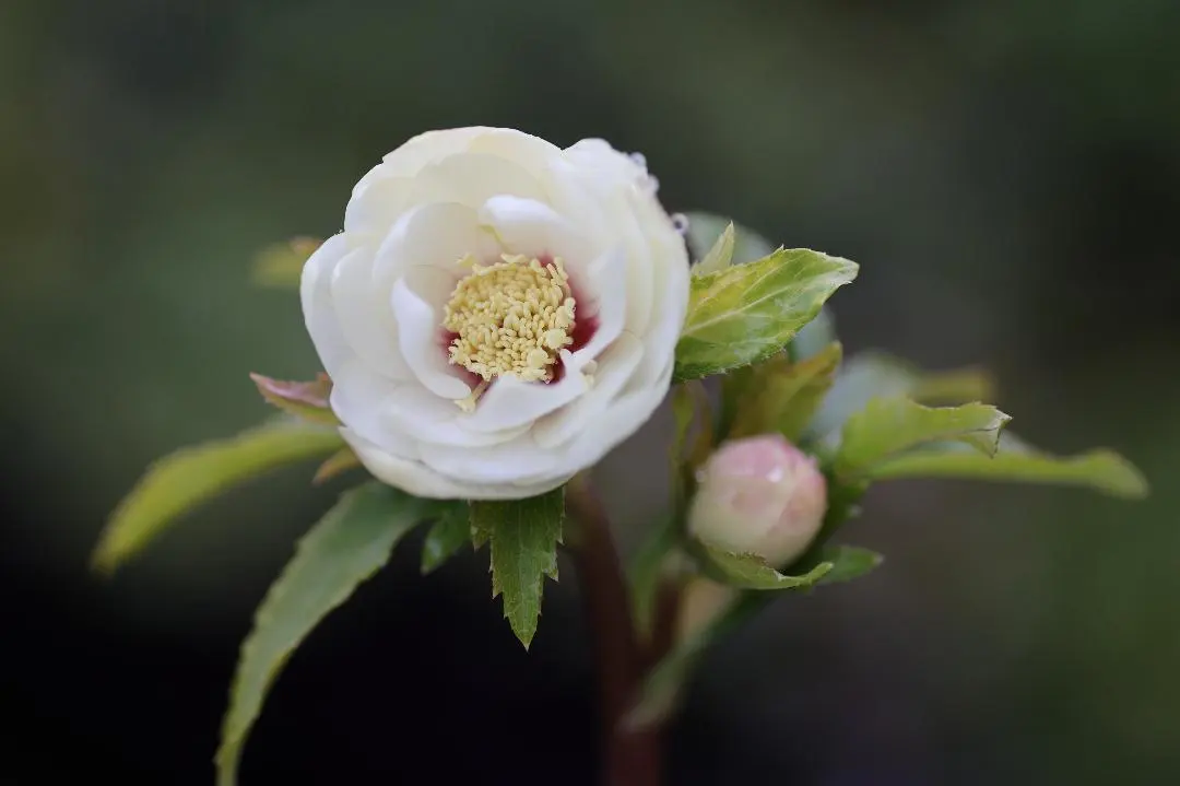 2026年最新】かぐや姫 クリスマスローズの人気アイテム - メルカリ