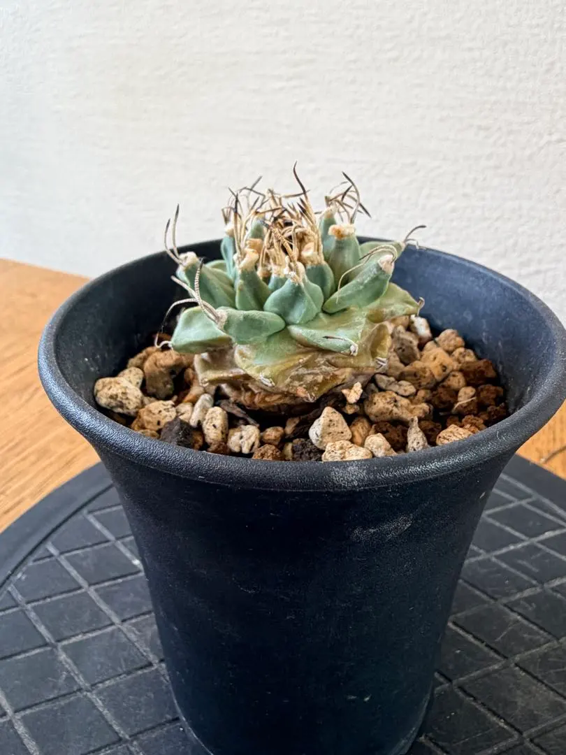 2026年最新】アロンソイの人気アイテム - メルカリ