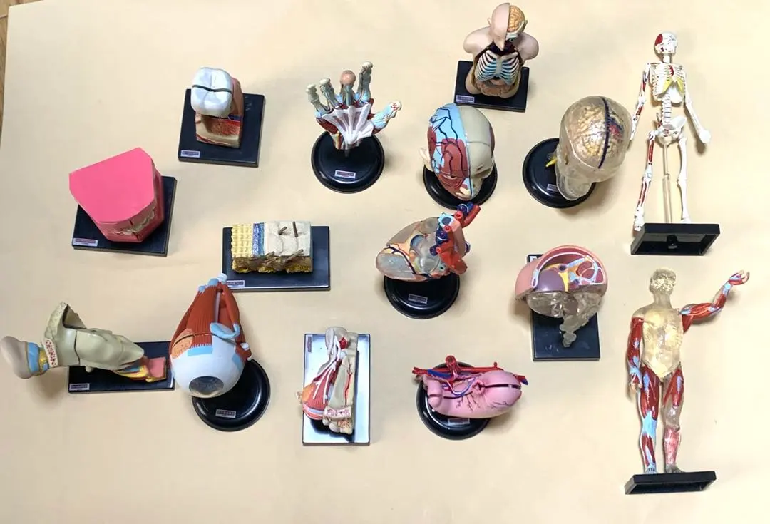 2026年最新】人体解剖図鑑 ユージンの人気アイテム - メルカリ