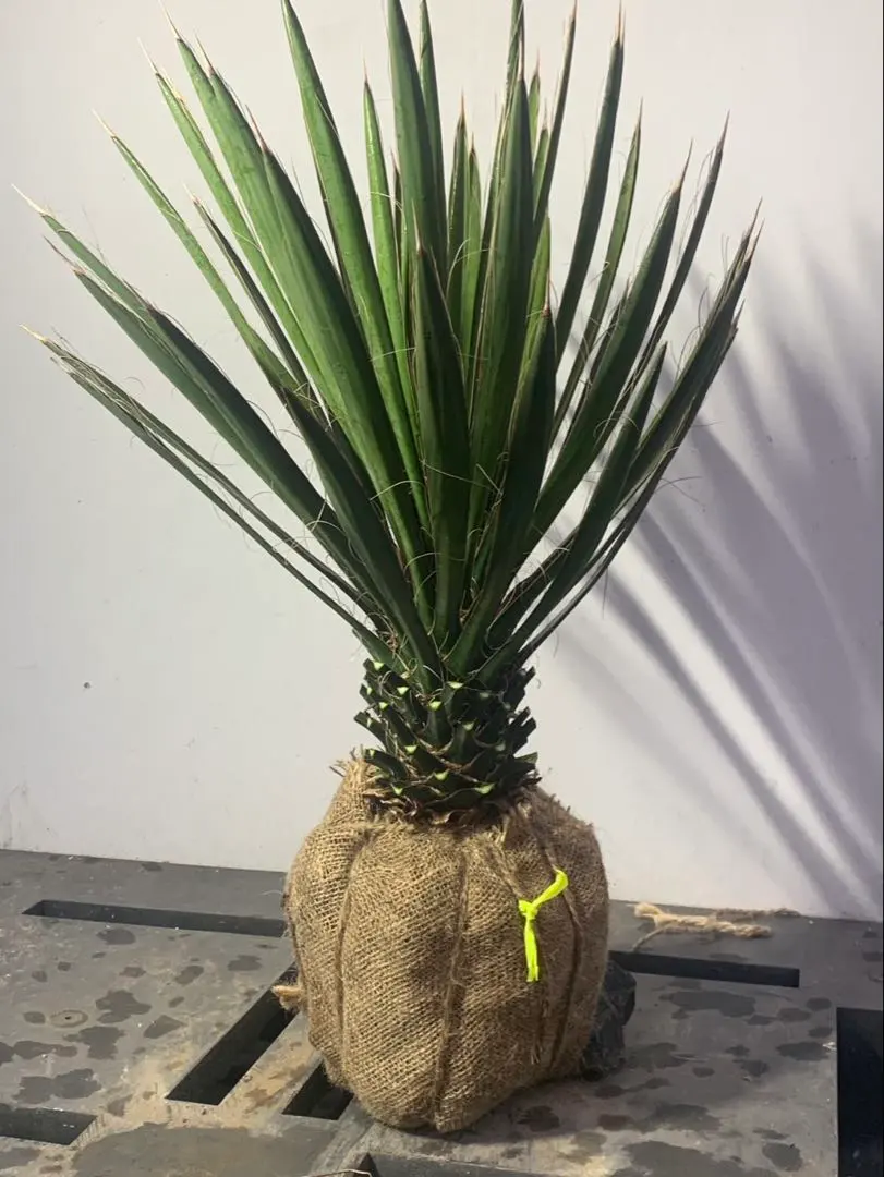 2026年最新】ユッカフィリフェラの人気アイテム - メルカリ