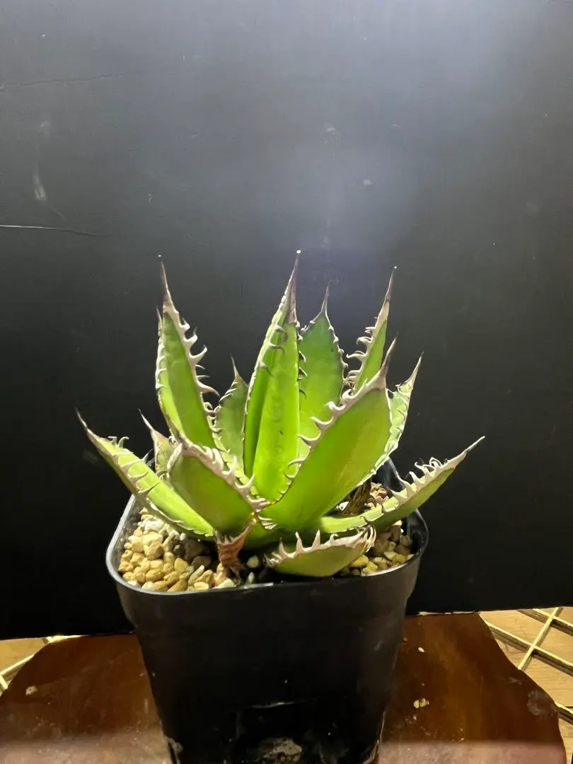 2026年最新】アガベ ホリダ 錦の人気アイテム - メルカリ