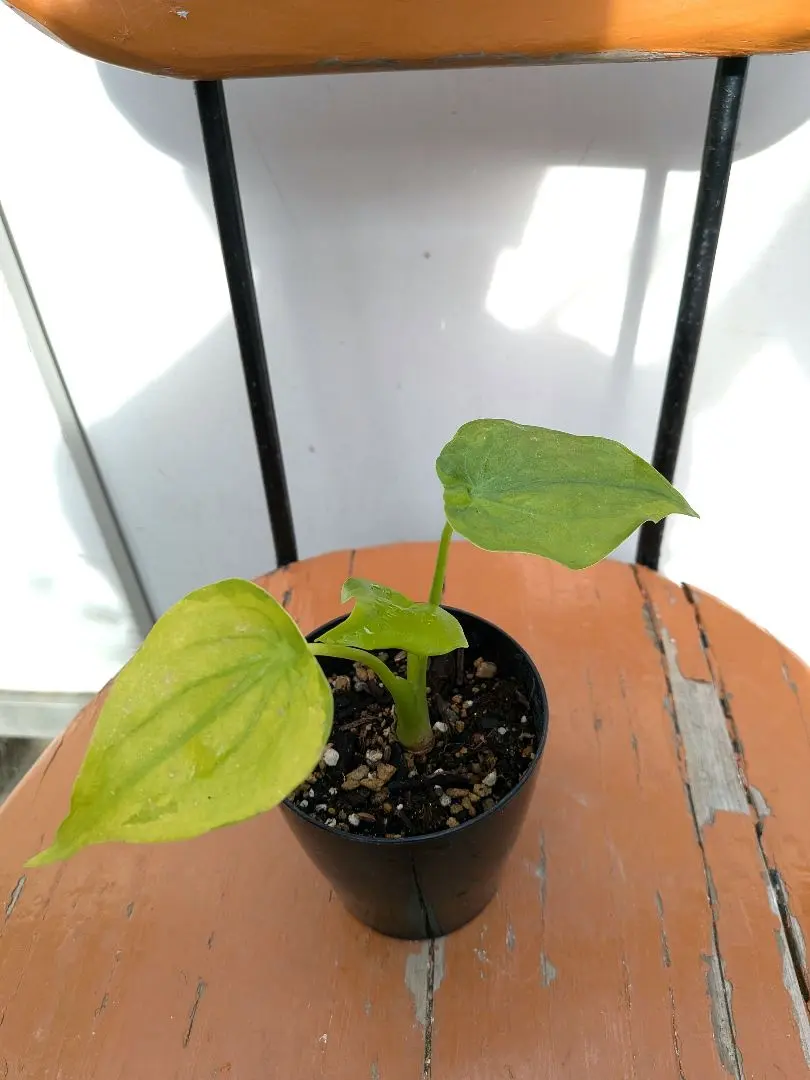 2026年最新】アロカシア ククラータの人気アイテム - メルカリ