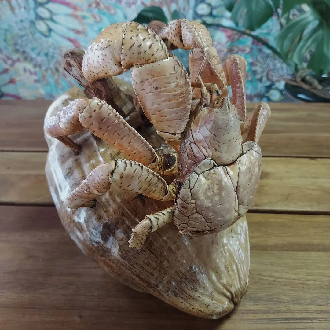 2026年最新】ヤシガニ剥製の人気アイテム - メルカリ