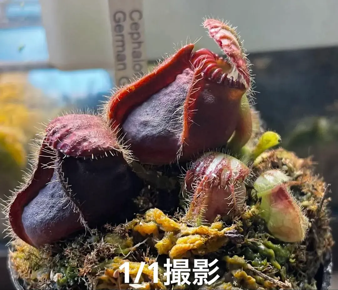 2026年最新】食虫 セファロタスの人気アイテム - メルカリ