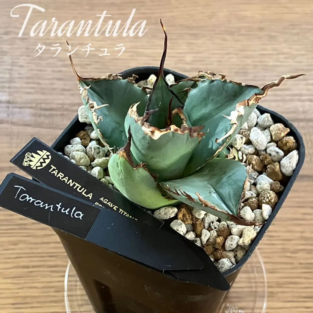 2026年最新】タランチュラ アガベの人気アイテム - メルカリ