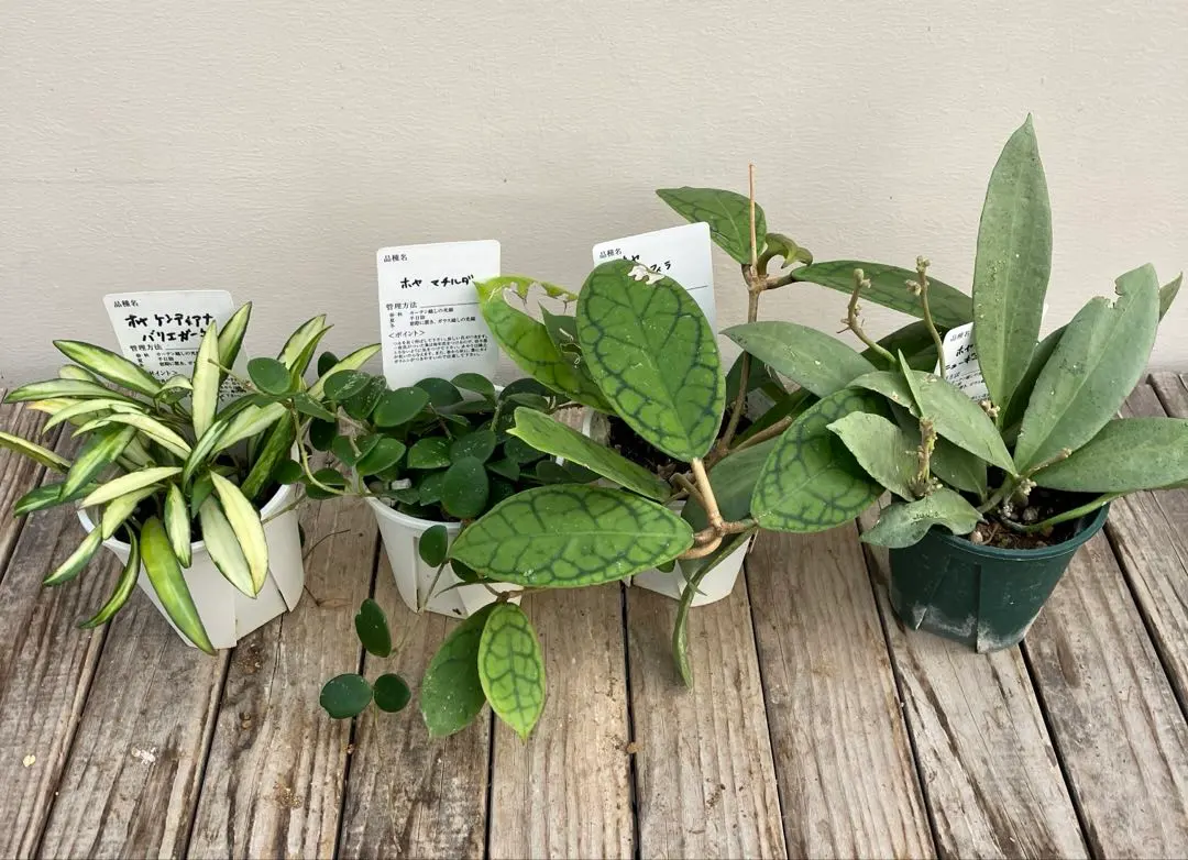 2026年最新】ホヤ マチルダの人気アイテム - メルカリ