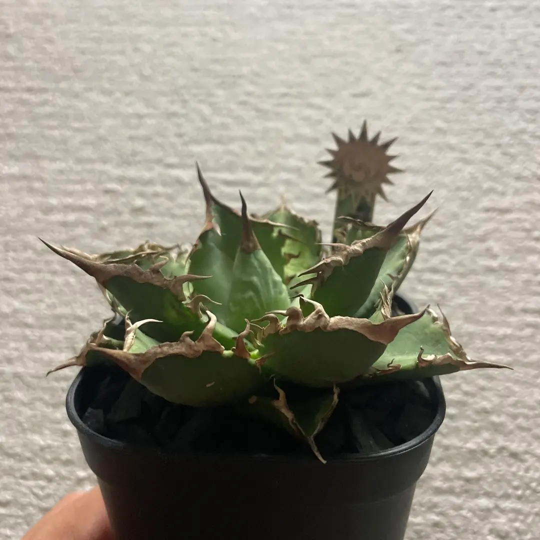 2026年最新】黒犀牛の人気アイテム - メルカリ