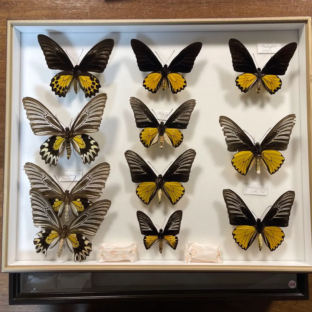 2026年最新】蝶標本 ドイツ箱の人気アイテム - メルカリ