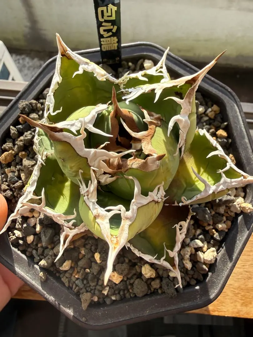 2026年最新】アガベ包心龍の人気アイテム - メルカリ