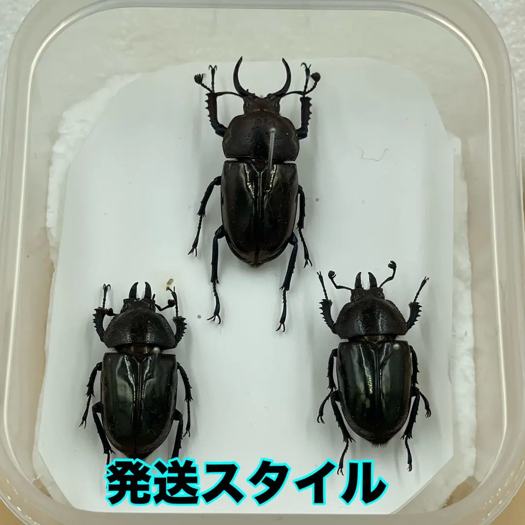 2026年最新】チリクワガタ 標本の人気アイテム - メルカリ