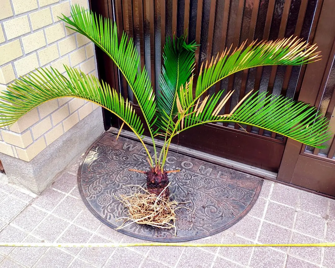 2026年最新】ソテツ 引き取りの人気アイテム - メルカリ