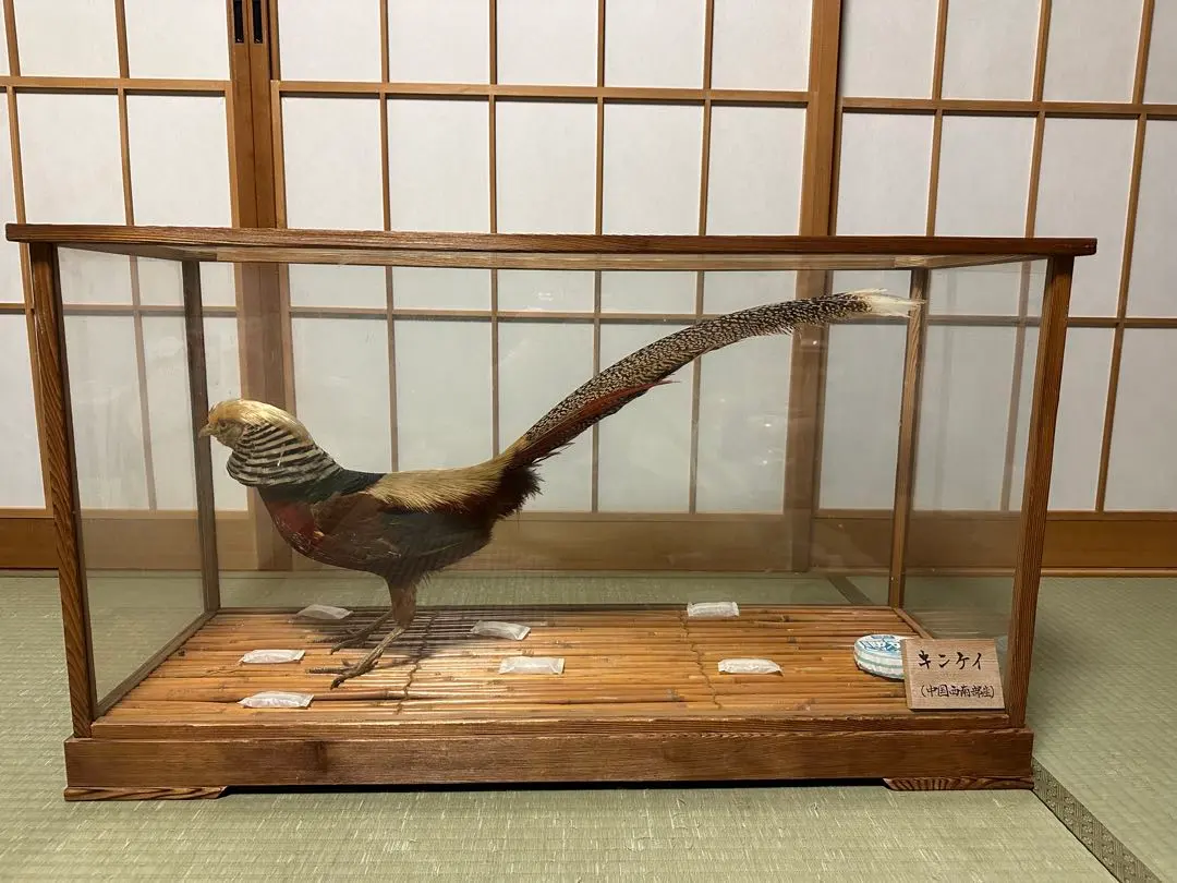 2026年最新】雉 剥製の人気アイテム - メルカリ