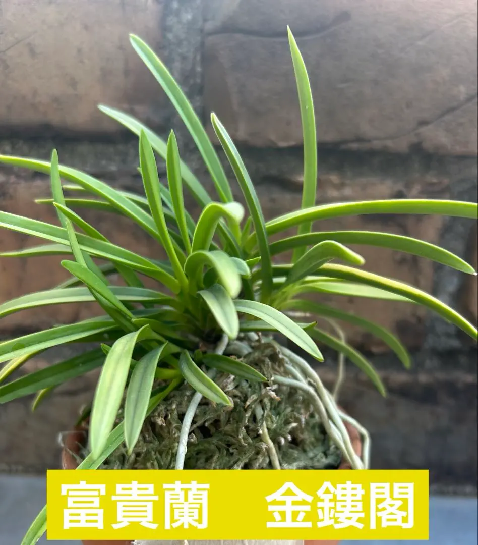 2026年最新】風蘭 大株の人気アイテム - メルカリ