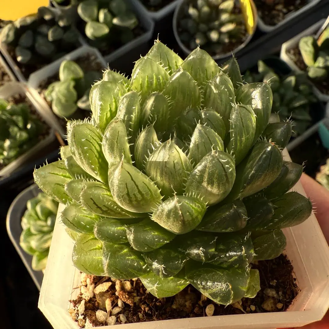 2026年最新】翠雲 ハオルチアの人気アイテム - メルカリ