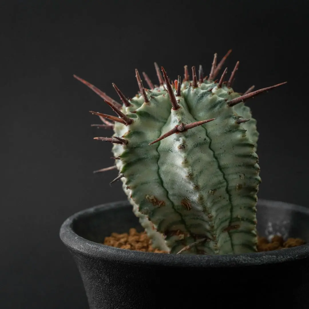 2026年最新】ユーフォルビア ホリダ錦の人気アイテム - メルカリ