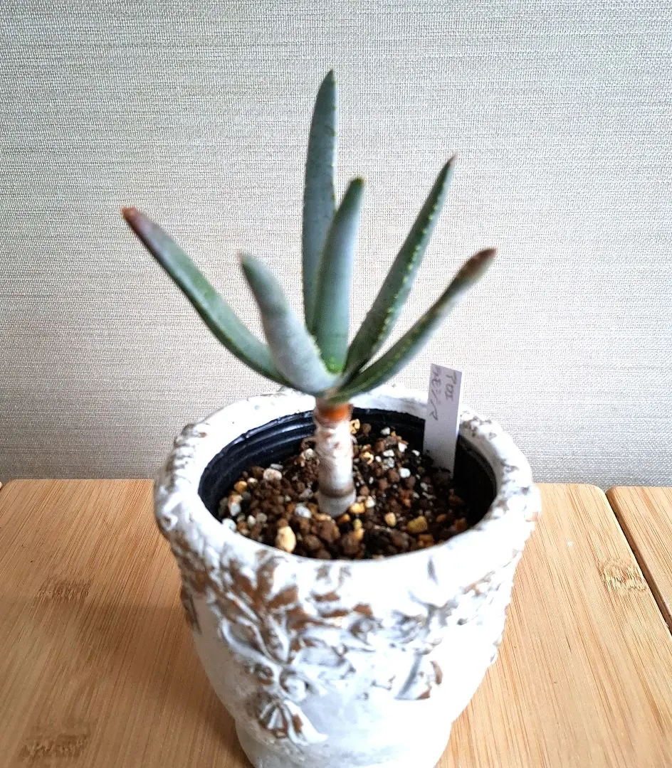 2026年最新】アロエ ラモシシマの人気アイテム - メルカリ