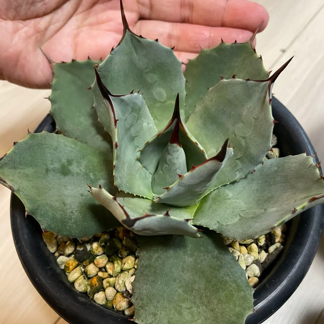 2026年最新】トランカータ 斑入りの人気アイテム - メルカリ