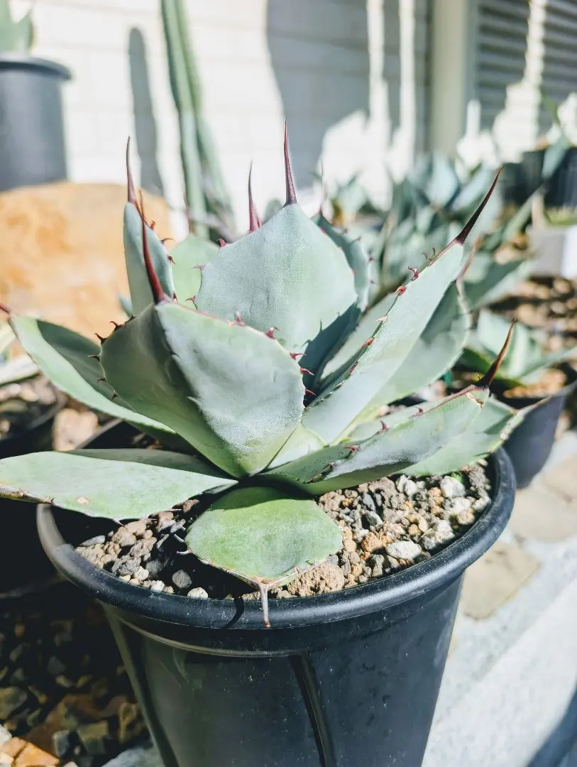 2026年最新】アガベ パリー トランカータ ハンティントンの人気