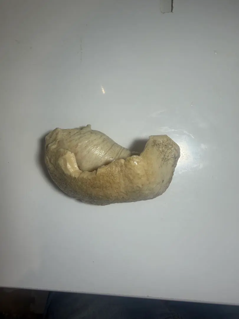 2026年最新】クジラの耳骨の人気アイテム - メルカリ