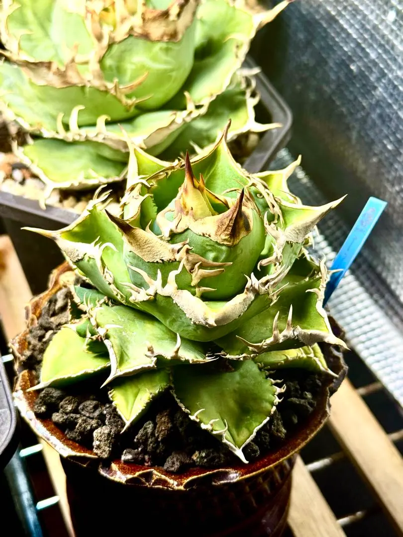 2026年最新】ivory wa アガベの人気アイテム - メルカリ