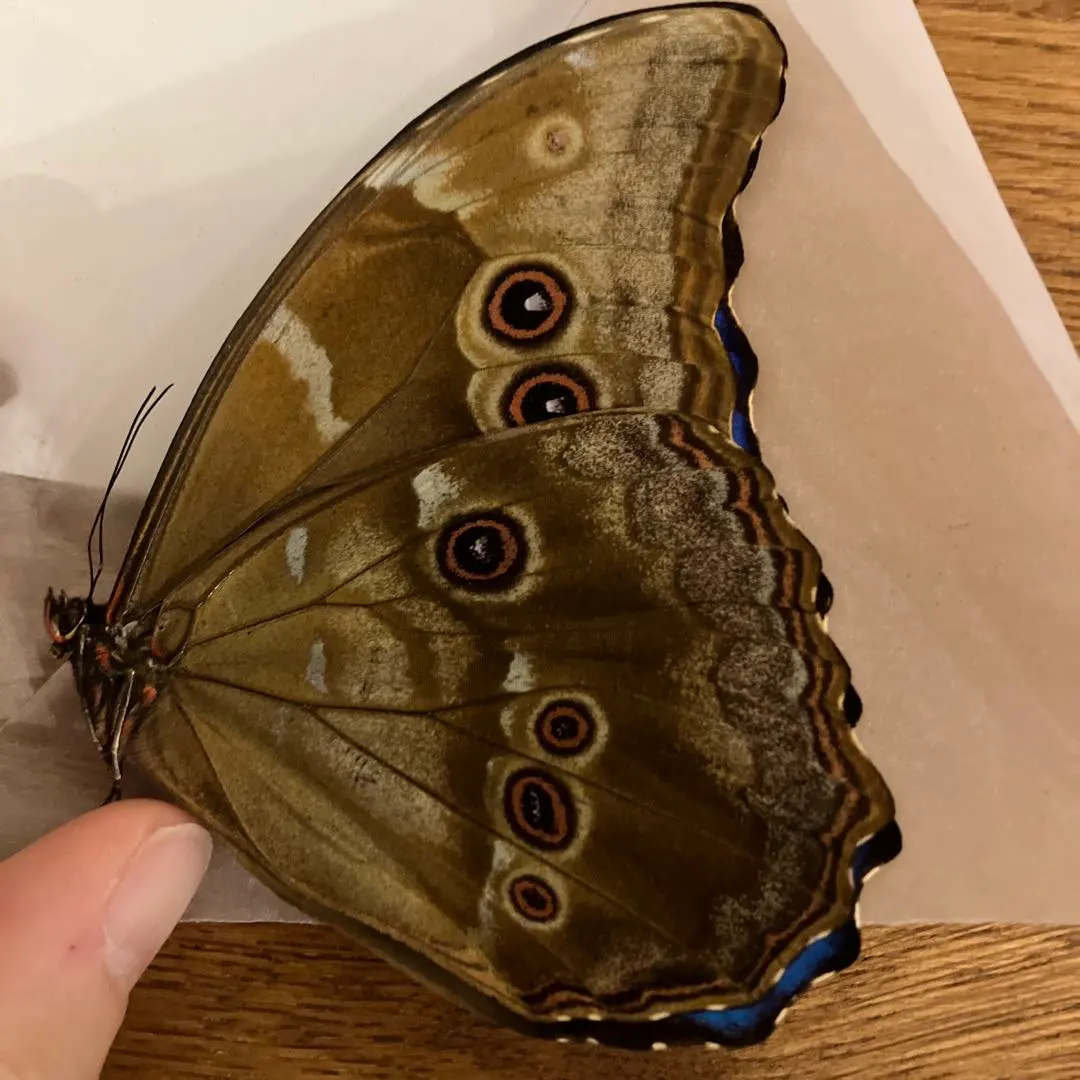 2026年最新】ディディウスモルフォの人気アイテム - メルカリ