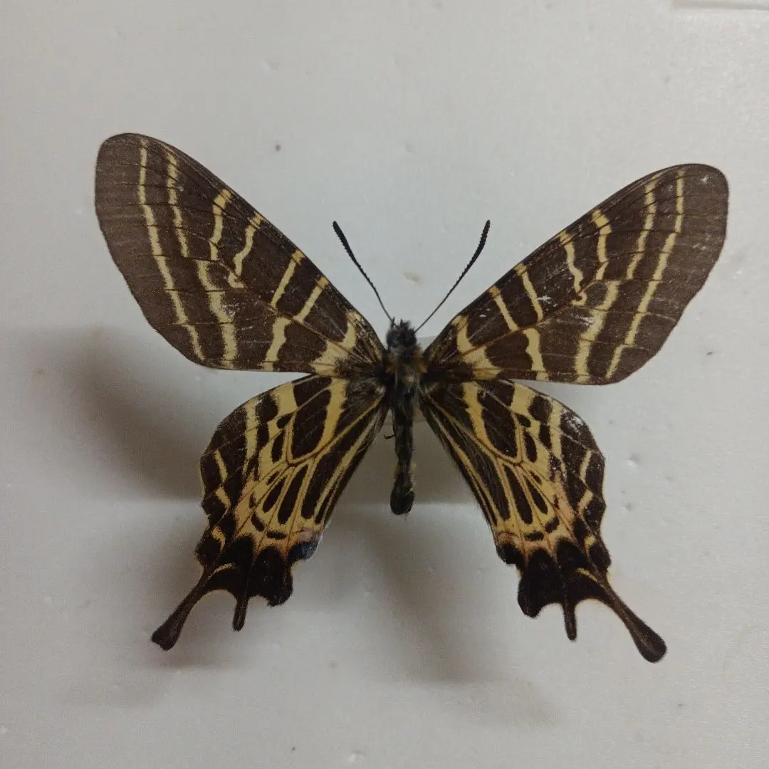 2026年最新】標本 シボリアゲハの人気アイテム - メルカリ