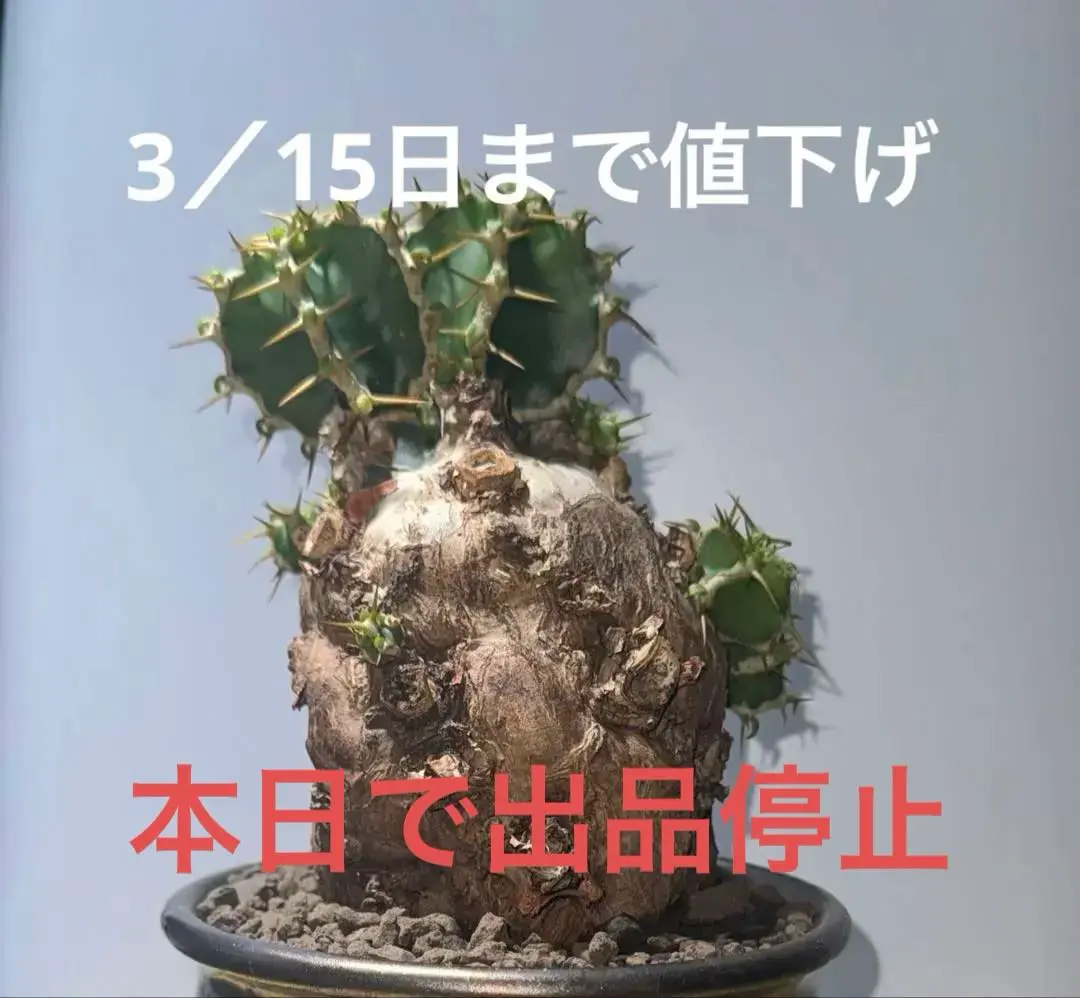 2026年最新】ユーフォルビアムランジーナの人気アイテム - メルカリ