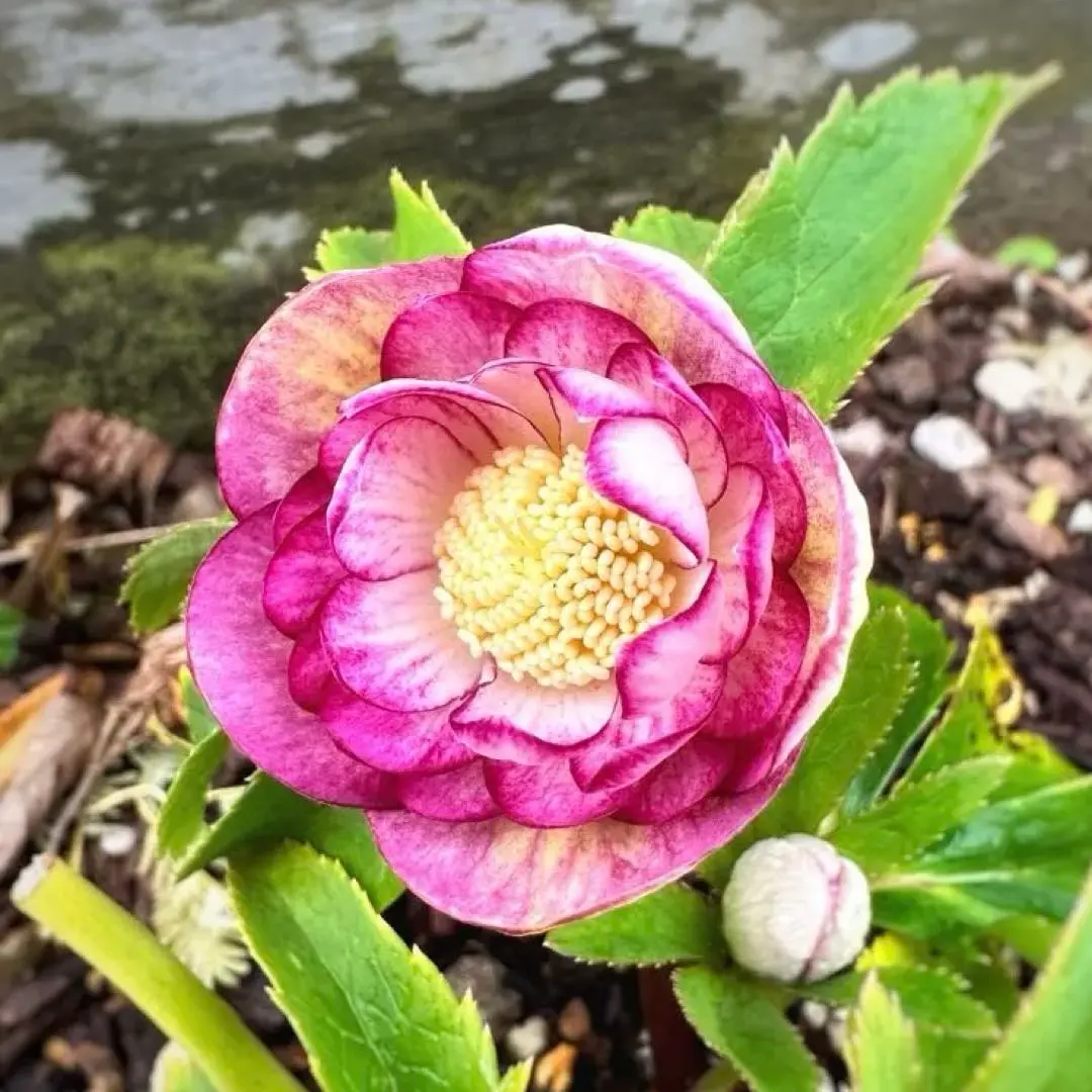 2026年最新】蜃気楼 クリスマスローズの人気アイテム - メルカリ