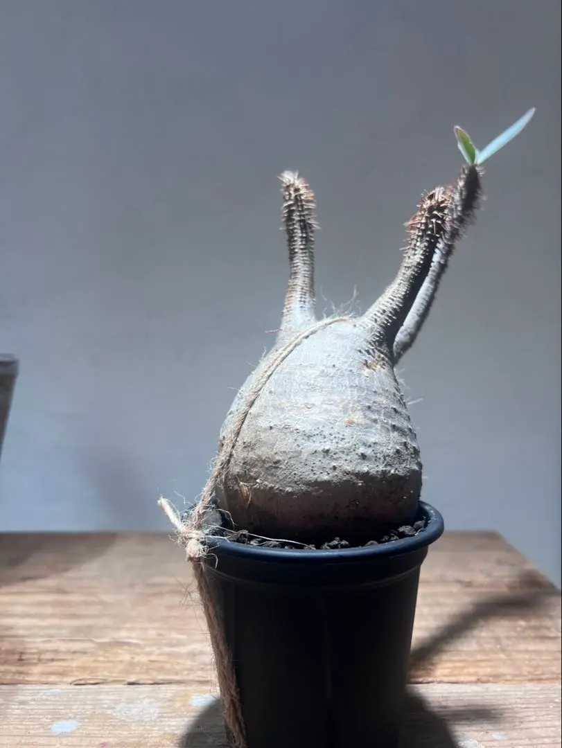 2026年最新】グラキリス ベアルートの人気アイテム - メルカリ