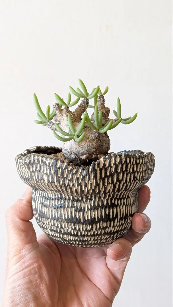 2026年最新】チレコドン ペアルソニーの人気アイテム - メルカリ