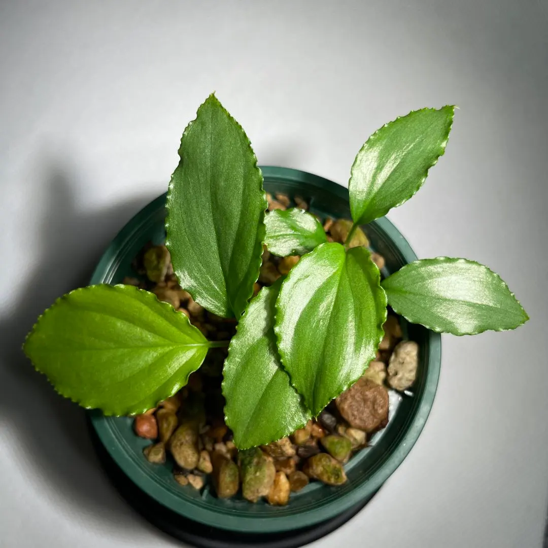 2026年最新】ホマロメナ グリーンの人気アイテム - メルカリ