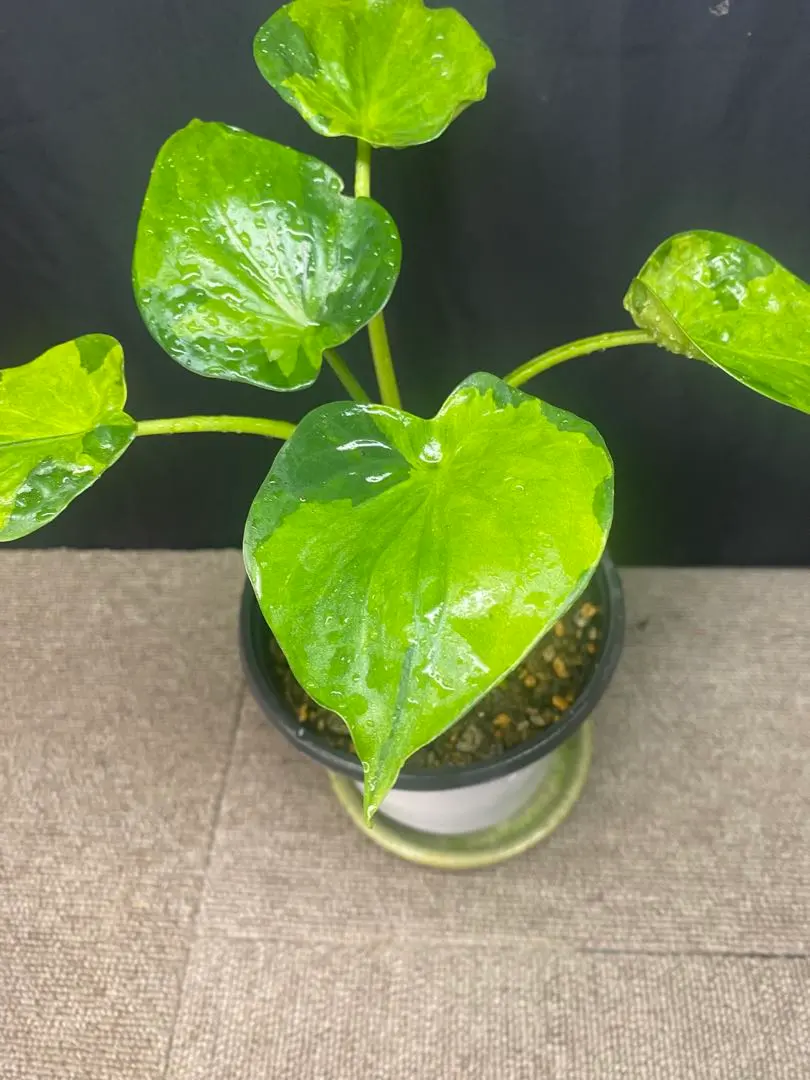 2026年最新】アロカシア ククラータの人気アイテム - メルカリ