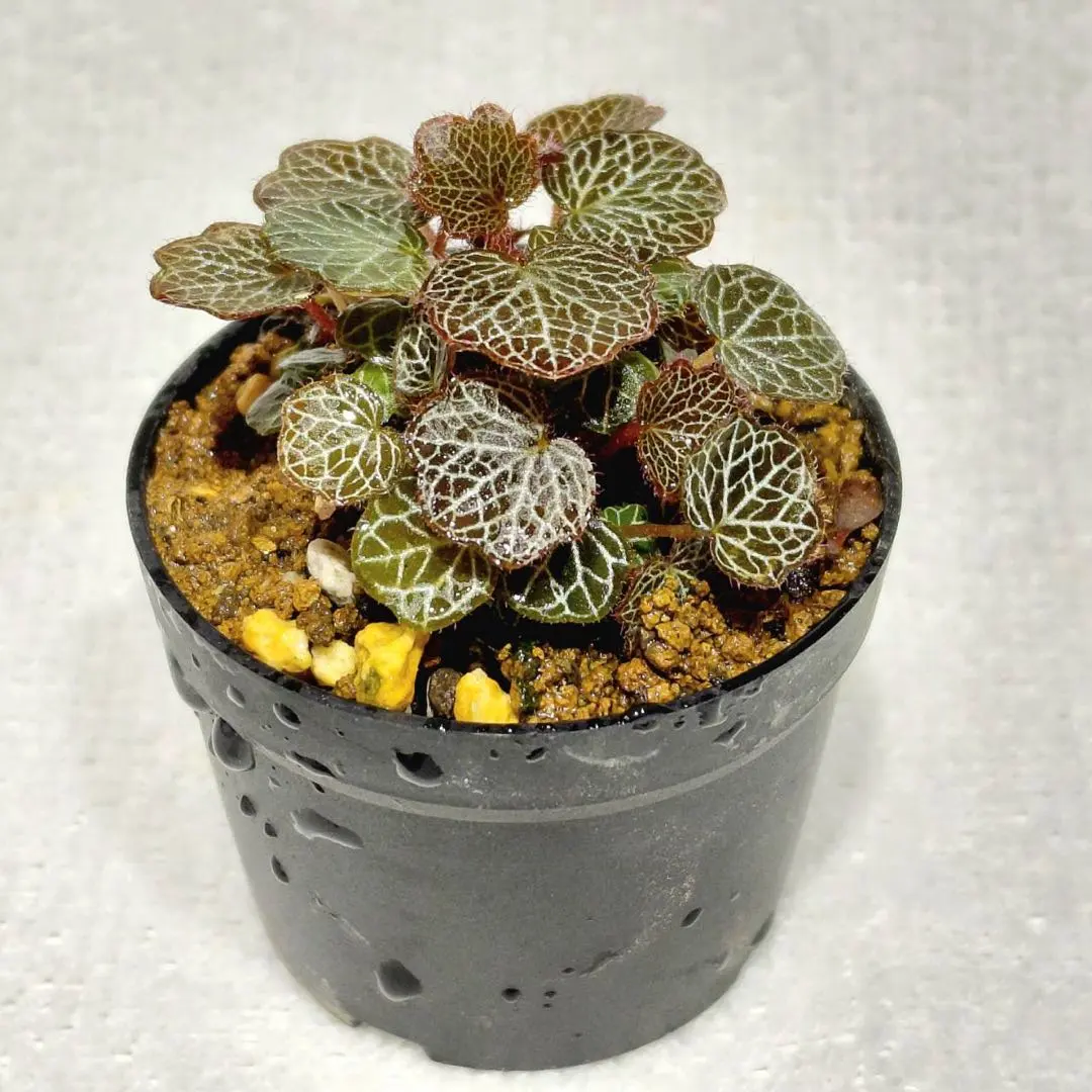 2026年最新】極姫ユキノシタの人気アイテム - メルカリ