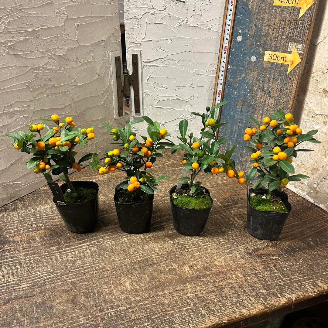 2026年最新】キンズ 盆栽の人気アイテム - メルカリ