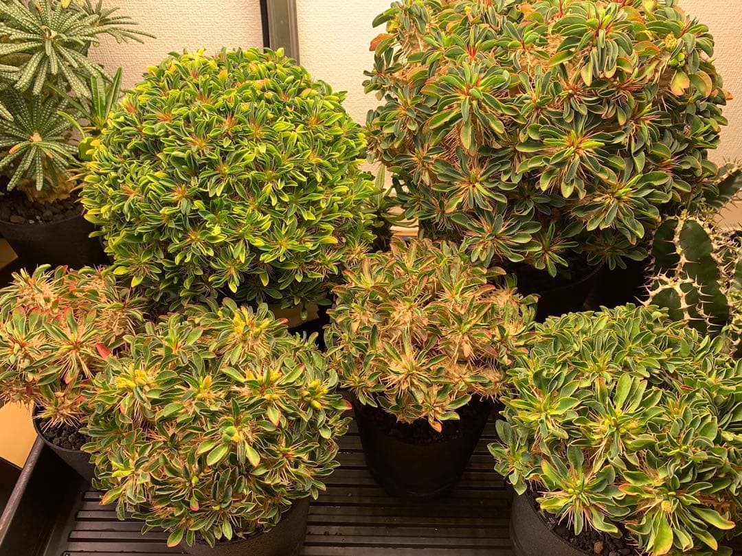 ユーフォルビア ギラウミニアナ 種子 【10粒】egs44 - メルカリ