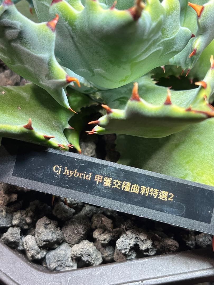 アガベ ハイブリッド CJ plants産 甲蟹交種曲刺特選2