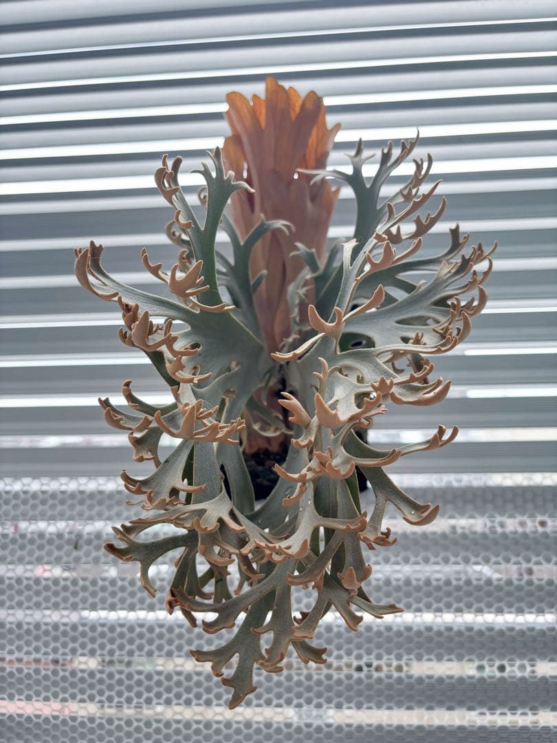 willinckii Jenny #1 & OMG胞子 セット ビカクシダ