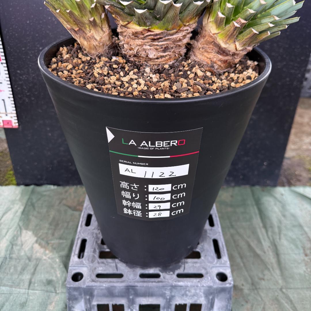 AL1122】ユッカ リギダ 超希少トリプルヘッド