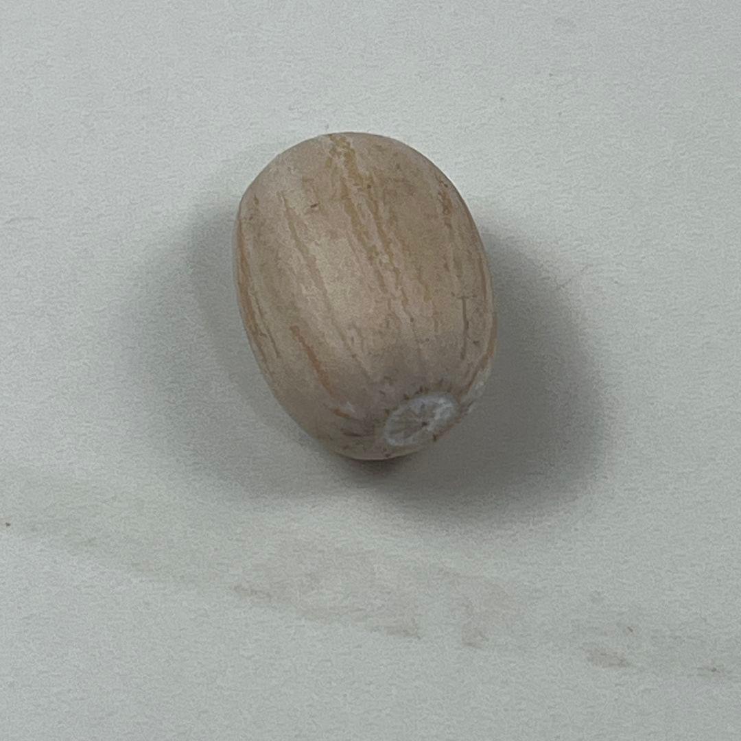 D75新鮮な種 エンセファラルトス・ホリダス 種子1粒 - メルカリ