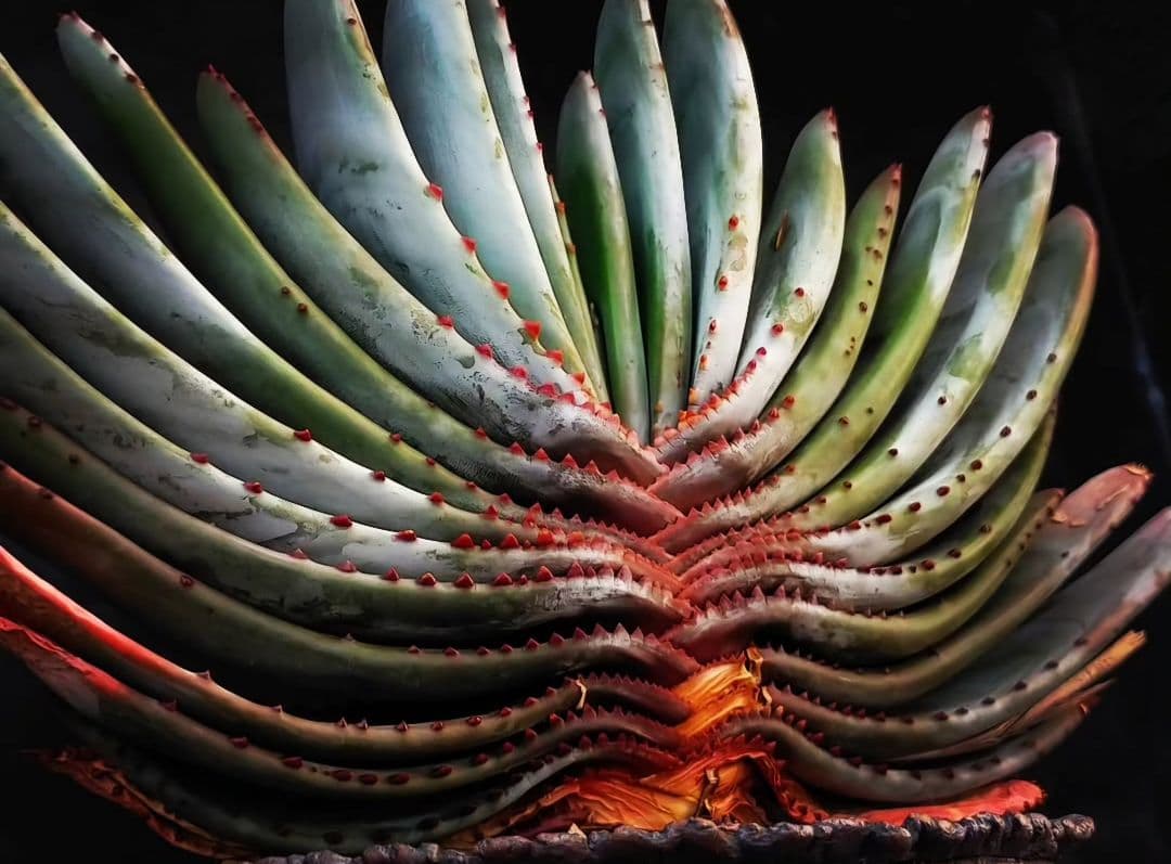 多肉植物 アロエ属 コンプレッサシストフィラ(ビグザム交配) - メルカリ