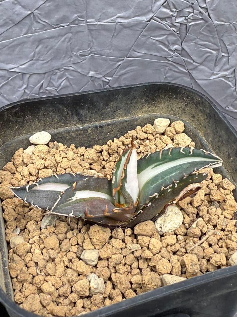 アガベ チタノタ “太陽神錦” 白中斑 極上美株 - メルカリ