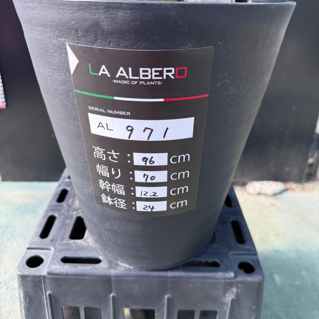 AL971】ユッカ ロストラータ 超希少ランチョブルー（品種名） - メルカリ