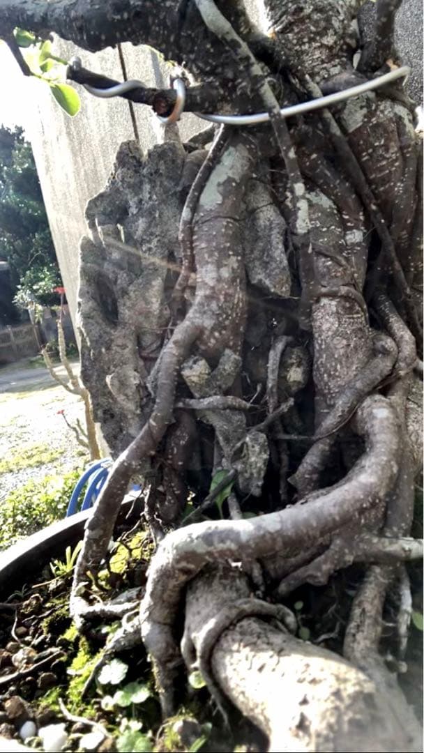 ガジュマル珊瑚石付き盆栽•持ち込み古い - メルカリ